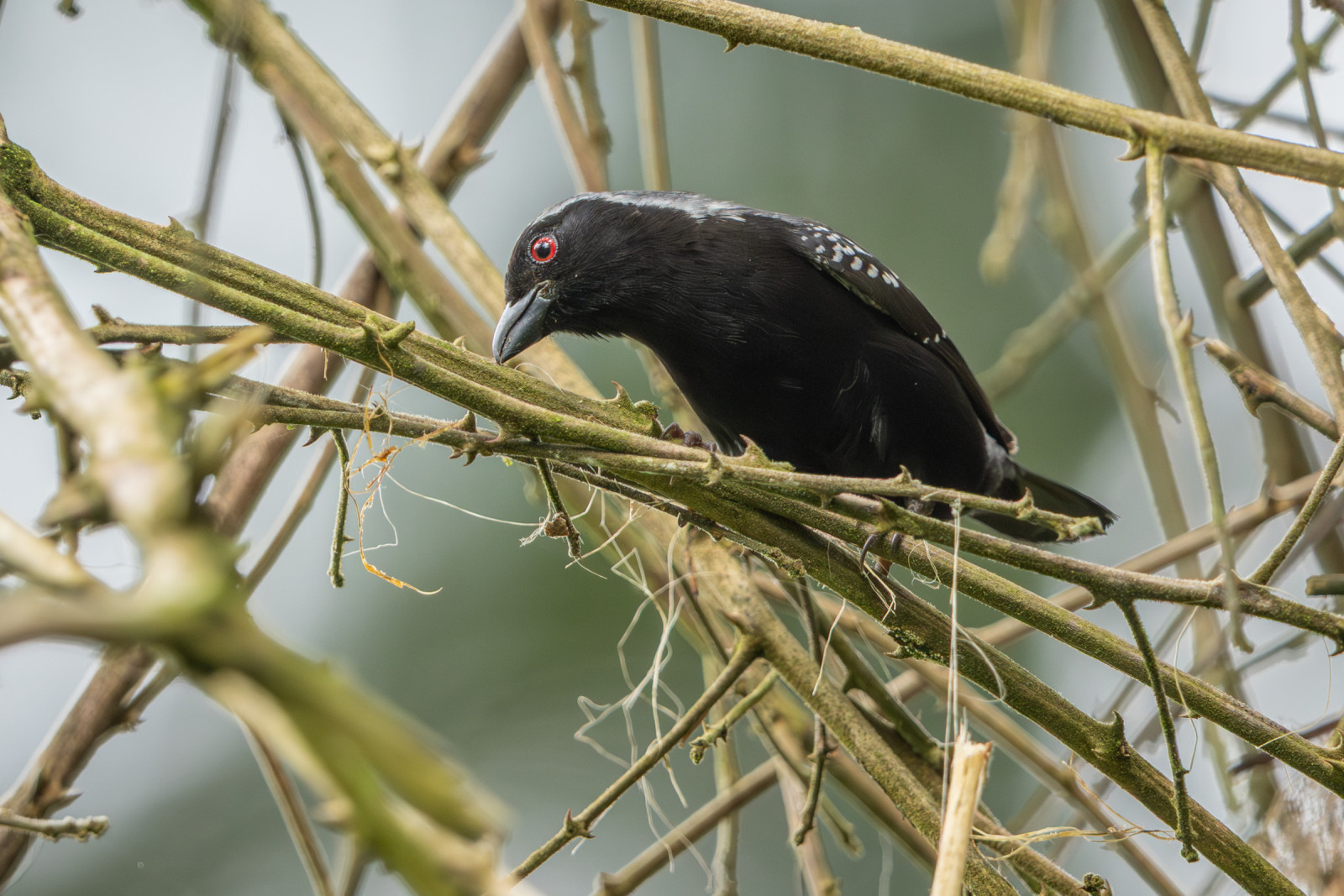 image Grey-headed Nigrita